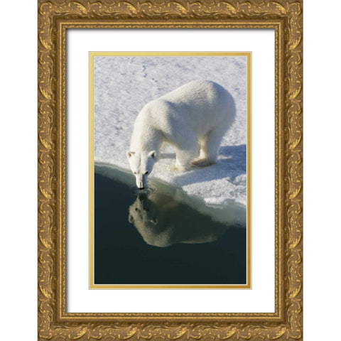 Norway, Svalbard Polar bear reflected in water Gold Ornate Wood Framed Art Print with Double Matting by Young, Bill