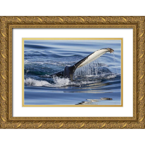 Norway, Svalbard Humpback whale tailfin breeches Gold Ornate Wood Framed Art Print with Double Matting by Young, Bill