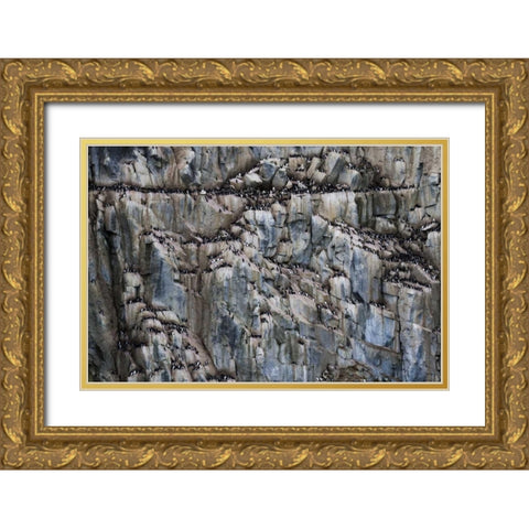 Norway, Svalbard Alkefjellet cliff bird colony Gold Ornate Wood Framed Art Print with Double Matting by Young, Bill