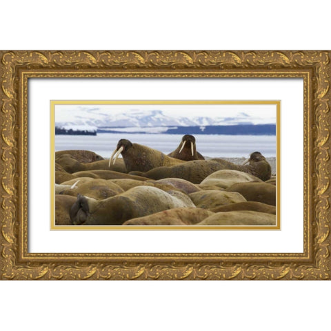 Norway, Svalbard, Torellneset Walruses resting Gold Ornate Wood Framed Art Print with Double Matting by Young, Bill