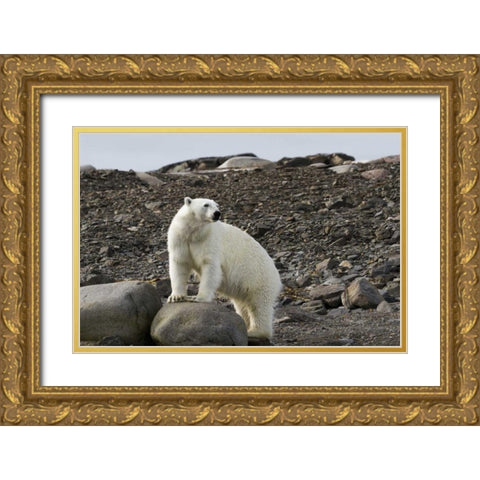 Norway, Svalbard Polar bear on rocky ground Gold Ornate Wood Framed Art Print with Double Matting by Young, Bill