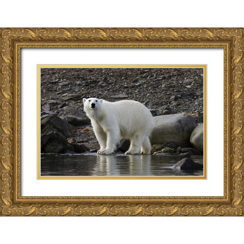 Norway, Svalbard Polar bear next to water Gold Ornate Wood Framed Art Print with Double Matting by Young, Bill