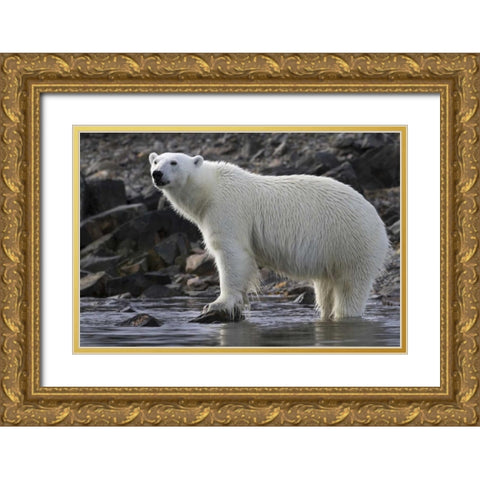 Norway, Svalbard Polar bear standing in water Gold Ornate Wood Framed Art Print with Double Matting by Young, Bill
