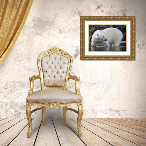 Norway, Svalbard Polar bear standing in water Gold Ornate Wood Framed Art Print with Double Matting by Young, Bill