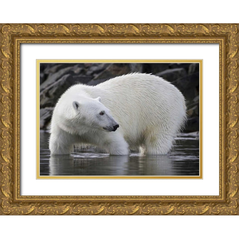 Norway, Svalbard Polar bear standing in water Gold Ornate Wood Framed Art Print with Double Matting by Young, Bill