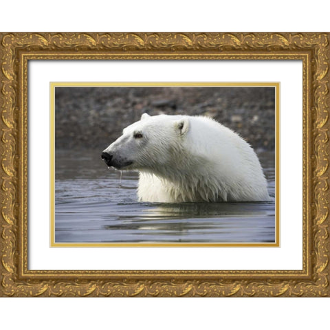 Norway, Svalbard Polar bear standing in water Gold Ornate Wood Framed Art Print with Double Matting by Young, Bill
