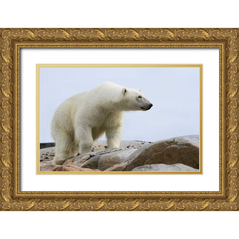Norway, Svalbard Polar bear on rocky ground Gold Ornate Wood Framed Art Print with Double Matting by Young, Bill