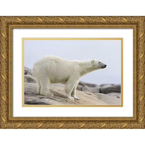 Norway, Svalbard Polar bear standing Gold Ornate Wood Framed Art Print with Double Matting by Young, Bill