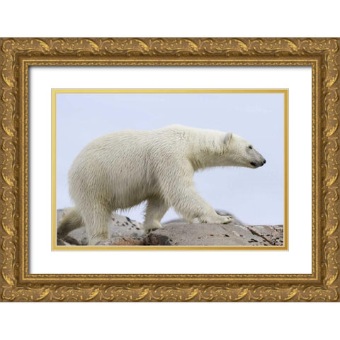 Norway, Svalbard Polar bear walking on rocks Gold Ornate Wood Framed Art Print with Double Matting by Young, Bill