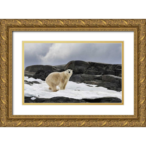 Norway, Svalbard Polar bear on snow Gold Ornate Wood Framed Art Print with Double Matting by Young, Bill