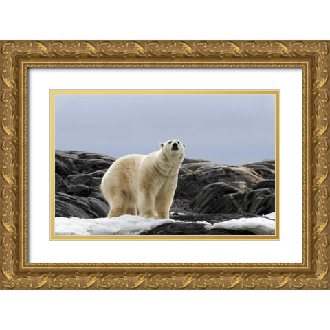 Norway, Svalbard Polar bear on snow Gold Ornate Wood Framed Art Print with Double Matting by Young, Bill