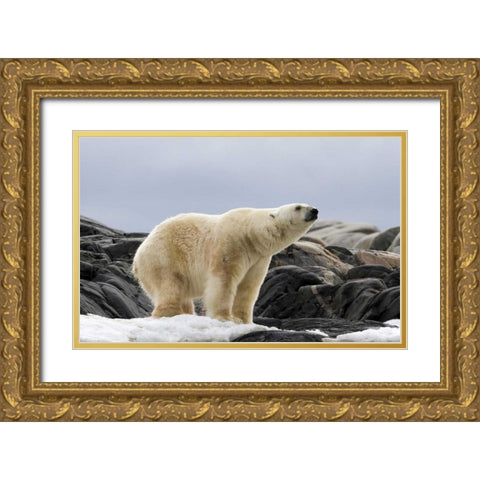 Norway, Svalbard Polar bear on snow Gold Ornate Wood Framed Art Print with Double Matting by Young, Bill