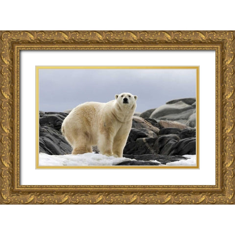 Norway, Svalbard Polar bear on snow Gold Ornate Wood Framed Art Print with Double Matting by Young, Bill