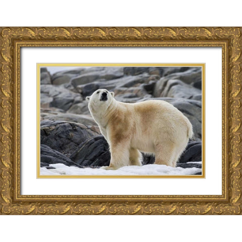 Norway, Svalbard Polar bear on snow Gold Ornate Wood Framed Art Print with Double Matting by Young, Bill