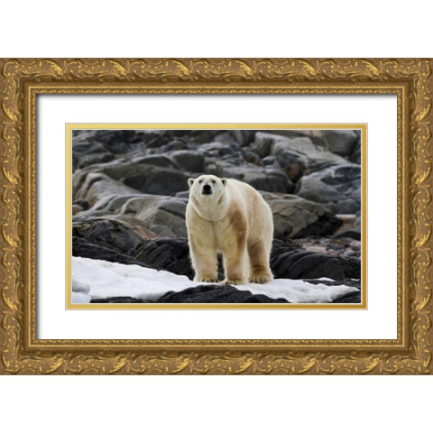 Norway, Svalbard Polar bear on snow Gold Ornate Wood Framed Art Print with Double Matting by Young, Bill