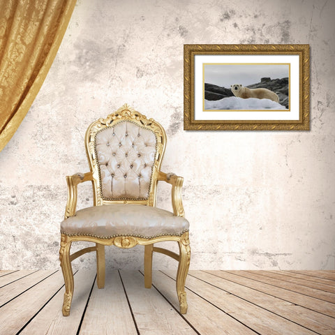 Norway, Svalbard Polar bear on snow Gold Ornate Wood Framed Art Print with Double Matting by Young, Bill