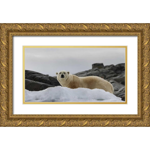 Norway, Svalbard Polar bear on snow Gold Ornate Wood Framed Art Print with Double Matting by Young, Bill