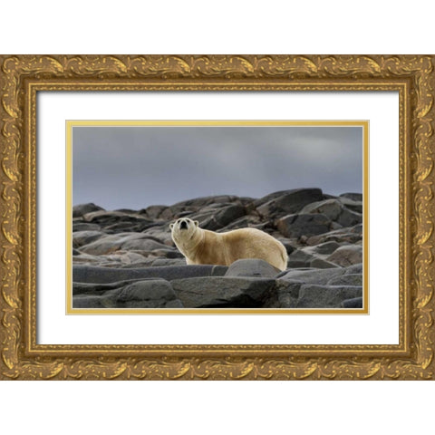 Norway, Svalbard Polar bear on rocky ground Gold Ornate Wood Framed Art Print with Double Matting by Young, Bill