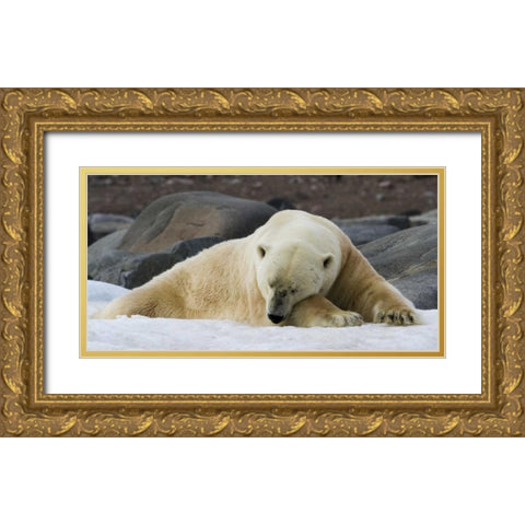 Norway, Svalbard Polar bear sleeping on snow Gold Ornate Wood Framed Art Print with Double Matting by Young, Bill