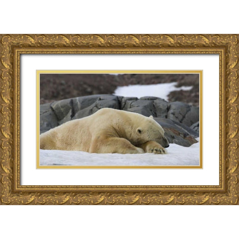 Norway, Svalbard Polar bear sleeping on snow Gold Ornate Wood Framed Art Print with Double Matting by Young, Bill