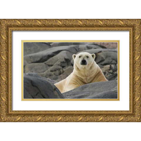 Norway, Svalbard Polar bear on rocky ground Gold Ornate Wood Framed Art Print with Double Matting by Young, Bill