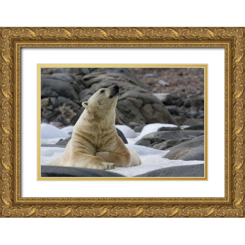 Norway, Svalbard Polar bear on snow Gold Ornate Wood Framed Art Print with Double Matting by Young, Bill