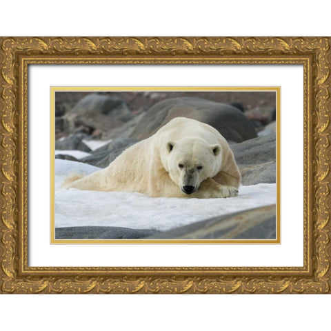 Norway, Svalbard Polar bear lying on snow Gold Ornate Wood Framed Art Print with Double Matting by Young, Bill