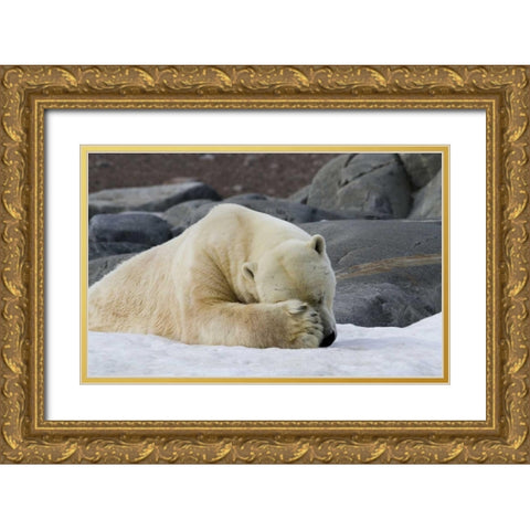 Norway, Svalbard Polar bear sleeping on snow Gold Ornate Wood Framed Art Print with Double Matting by Young, Bill