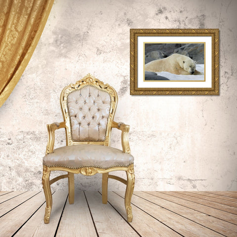 Norway, Svalbard Polar bear sleeping on snow Gold Ornate Wood Framed Art Print with Double Matting by Young, Bill