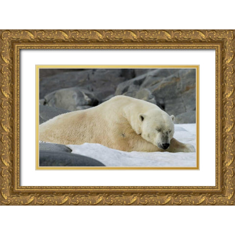 Norway, Svalbard Polar bear sleeping on snow Gold Ornate Wood Framed Art Print with Double Matting by Young, Bill
