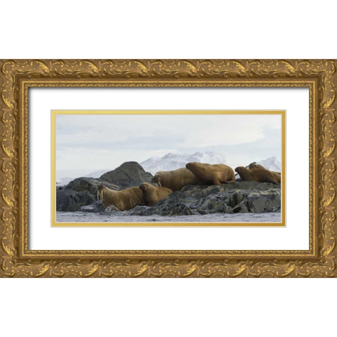 Norway, Svalbard Walruses moving into the water Gold Ornate Wood Framed Art Print with Double Matting by Young, Bill