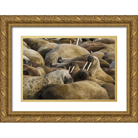 Norway, Svalbard, Torellneset Walruses resting Gold Ornate Wood Framed Art Print with Double Matting by Young, Bill