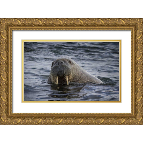 Norway, Svalbard Walrus looking at the camera Gold Ornate Wood Framed Art Print with Double Matting by Young, Bill