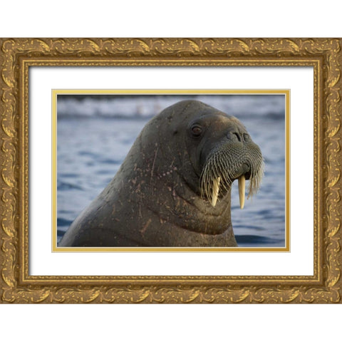 Norway, Svalbard Close-up of walrus in the water Gold Ornate Wood Framed Art Print with Double Matting by Young, Bill