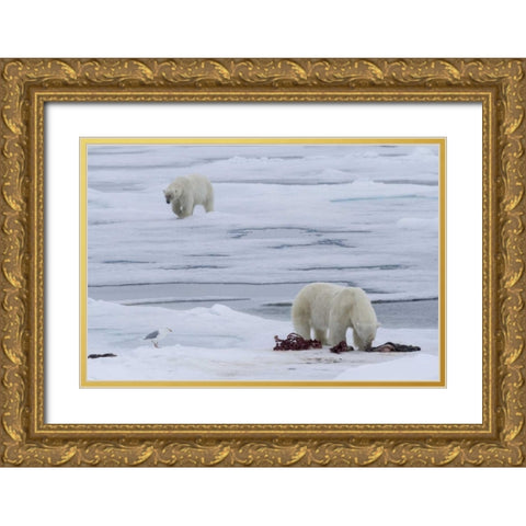 Norway, Svalbard Polar bears and seal carcass Gold Ornate Wood Framed Art Print with Double Matting by Young, Bill