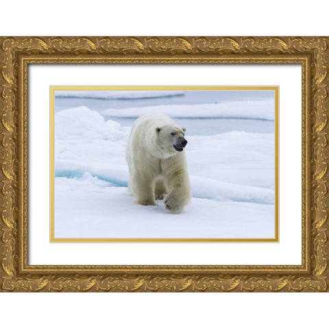 Norway, Svalbard Polar bear walking on snow Gold Ornate Wood Framed Art Print with Double Matting by Young, Bill