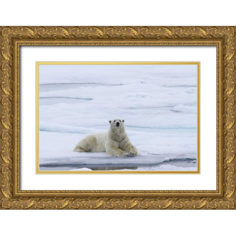 Norway, Svalbard Polar bear lying on snow Gold Ornate Wood Framed Art Print with Double Matting by Young, Bill