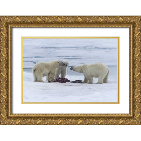 Norway, Svalbard Three polar bears greeting each Gold Ornate Wood Framed Art Print with Double Matting by Young, Bill