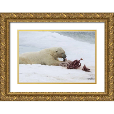 Norway, Svalbard Polar bear eating seal carcass Gold Ornate Wood Framed Art Print with Double Matting by Young, Bill