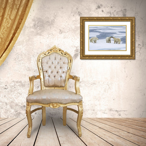 Norway, Svalbard Two polar bears on sea ice Gold Ornate Wood Framed Art Print with Double Matting by Young, Bill