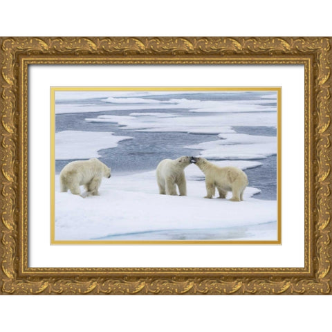 Norway, Svalbard Two polar bears on sea ice Gold Ornate Wood Framed Art Print with Double Matting by Young, Bill