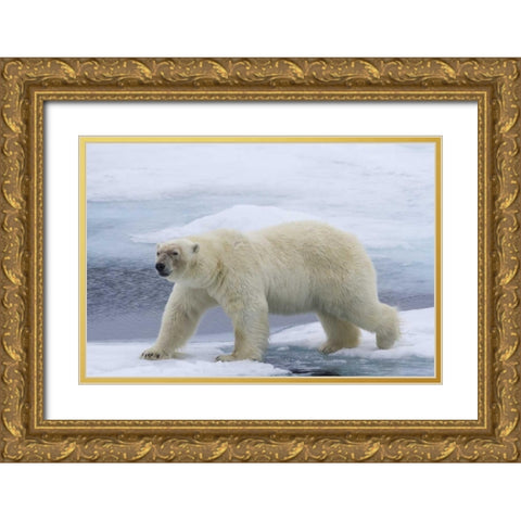 Norway, Svalbard Polar bear on sea ice Gold Ornate Wood Framed Art Print with Double Matting by Young, Bill