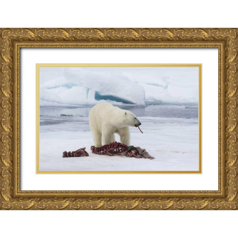Norway, Svalbard Polar bear eating seal carcass Gold Ornate Wood Framed Art Print with Double Matting by Young, Bill