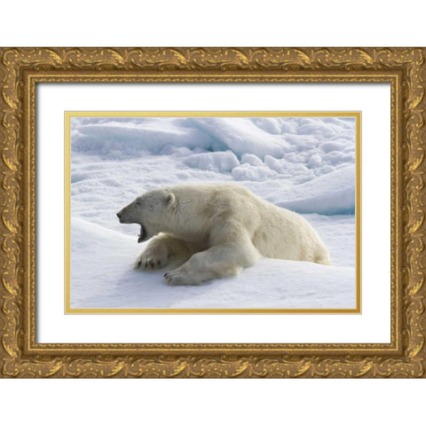 Norway, Svalbard Yawning polar bear on sea ice Gold Ornate Wood Framed Art Print with Double Matting by Young, Bill