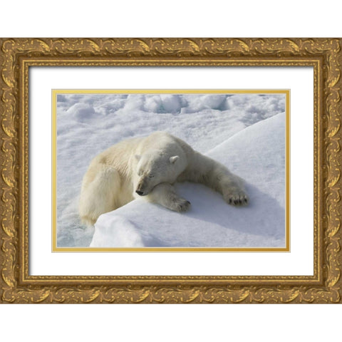 Norway, Svalbard Polar bear asleep on ice ridge Gold Ornate Wood Framed Art Print with Double Matting by Young, Bill