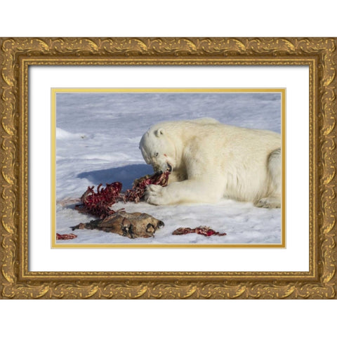 Norway, Svalbard Polar bear eating seal carcass Gold Ornate Wood Framed Art Print with Double Matting by Young, Bill