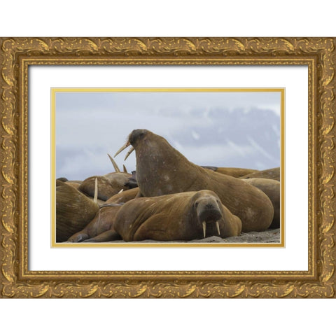 Norway, Svalbard, Torellneset Walruses resting Gold Ornate Wood Framed Art Print with Double Matting by Young, Bill