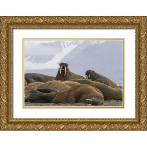 Norway, Svalbard Group of walruses resting Gold Ornate Wood Framed Art Print with Double Matting by Young, Bill