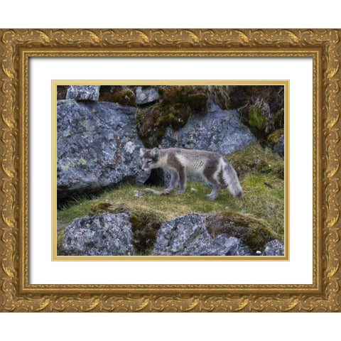 Norway, Svalbard, Prins Karls Forland Gold Ornate Wood Framed Art Print with Double Matting by Young, Bill