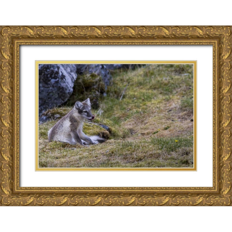 Norway, Svalbard, Prins Karls Forland Gold Ornate Wood Framed Art Print with Double Matting by Young, Bill